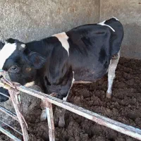 گوساله نر