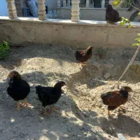 نیمچه مرغ وخروس ویاندوت