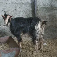 2بز، آبستن ،ترکی در وحدتیه|حیوانات مزرعه|وحدتیه, |دیوار