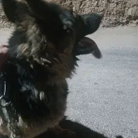 سگ ژرمن فروشی