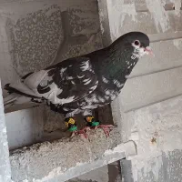 پرنده فروشی