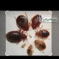 سمپاشی قیمت مناسب با مجوز رسمی ساس سوسک