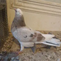 جوجه ابلق سبز وهماضمانتی