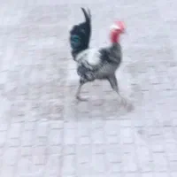 تخم مرغی|عمده‌فروشی|بم, |دیوار