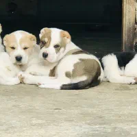 توله نروماده الابای کائو