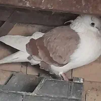 کبوتر فروشی و معاوضه با طوقی|پرنده|دره شهر, |دیوار