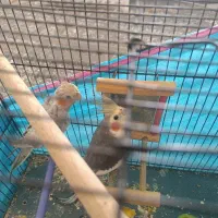 2 تا عروس هلندی نر