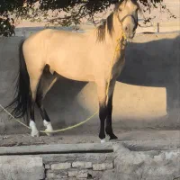 اسب نر ترکمن