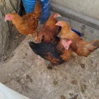 برهما 6 ماهه