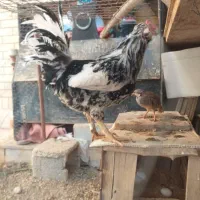 خروس گلین