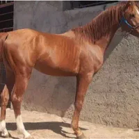 فروش دو اسب باری جوان|اسب و تجهیزات اسب‌سواری|سرشیو, |دیوار