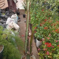 تولید گل و گیاه امیر|گل مصنوعی|مشهد, ویلاشهر|دیوار