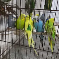 ۷ جفت مرغ عشق حرفه ای|پرنده|هشتگرد, |دیوار