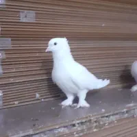 کبوتربوشهری