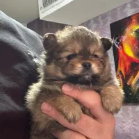 پامرانین عروسکی