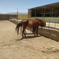 مادیان دره شوری  . معاوضه با موتور