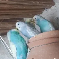 مرغ عشق نسل بالا