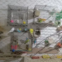 مرغ عشق مولود همه باهم فروش میره تکی ندارم