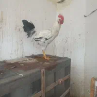 خروس محلی|حیوانات مزرعه|کرمانشاه, |دیوار