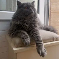 گربه فحل(نر)اماده جفتگیری