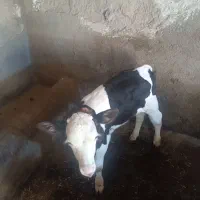 گاو و گوساله