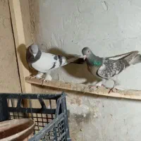 کبوتر ترکیه جفت