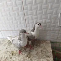 جوجه ساده