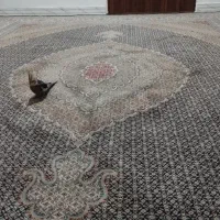 دوتخته فرش12متری سالم|فرش|شازند, |دیوار