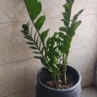 گل آپارتمانی و حیاطی