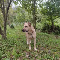 سگ سرابی ماده