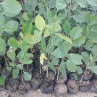 نهال آکالیپتوس و نهال مورت و برهان گلی