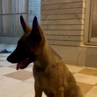 معاوضه با بره یا کهره هم قیمت