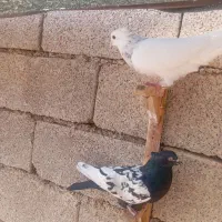 فروش کبوتر|پرنده|برازجان, |دیوار