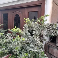 یاس هلندی، کاج ۷ ساله در گلدانهای سرامیک و شمعدانی|گل و گیاه طبیعی|لواسان, |دیوار