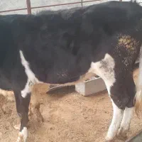 گاو|حیوانات مزرعه|مسجد سلیمان, |دیوار