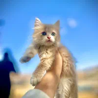 بریتیش پرشین|گربه|بوکان, |دیوار