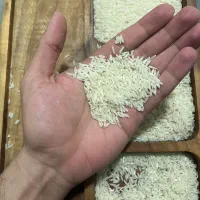 برنج طارم هاشمی ممتاز