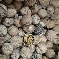 گردوی خشک امسالی روغن5لیتری رعنا تن ماهی مکنزی