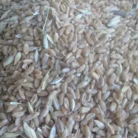 فروش دان برای طیور قیمت مناسب|حیوانات مزرعه|چناران, |دیوار
