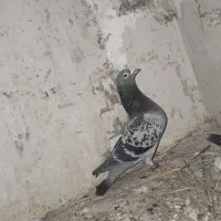 کبوتر