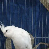 عروس هلندی نر آلبینو