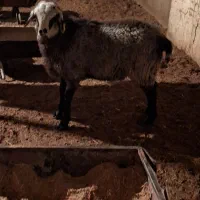 بره رومانف بدون دنبه گوسفند|حیوانات مزرعه|یزد, |دیوار