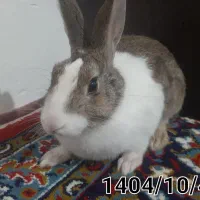 خرگوش|موش و خرگوش|سنندج, |دیوار