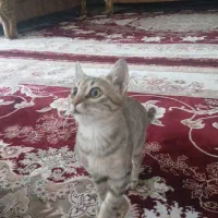 گربه|گربه|همدان, |دیوار