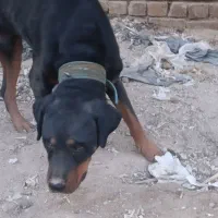 سگ ریتوایلر