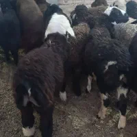 بره سبک