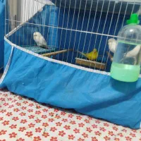 پرند مرغ مینا ومرغ عشق|پرنده|فولادشهر, مسکن مهر فولادشهر|دیوار