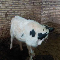 گوساله ماده|حیوانات مزرعه|ایجرود, |دیوار