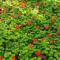 گلخانه حنا تولید کننده انواع گلهای اپارتمانی و|گل و گیاه طبیعی|طرقبه, |دیوار