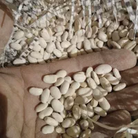 ۲تن و نیم لوبیا سفید